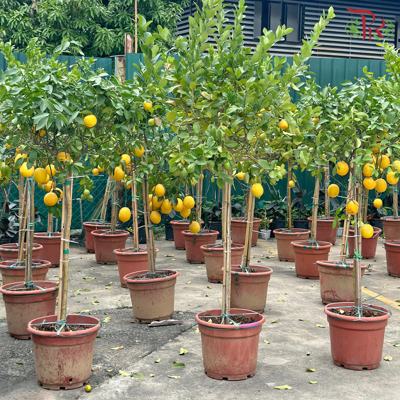 Lemon Tree in Polybag《柠檬树》