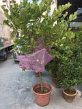 Lemon Tree 《柠檬树》 (L)
