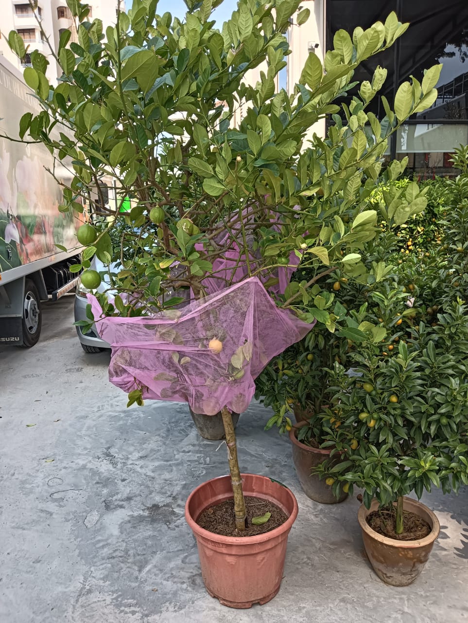 Lemon Tree 《柠檬树》 (L)
