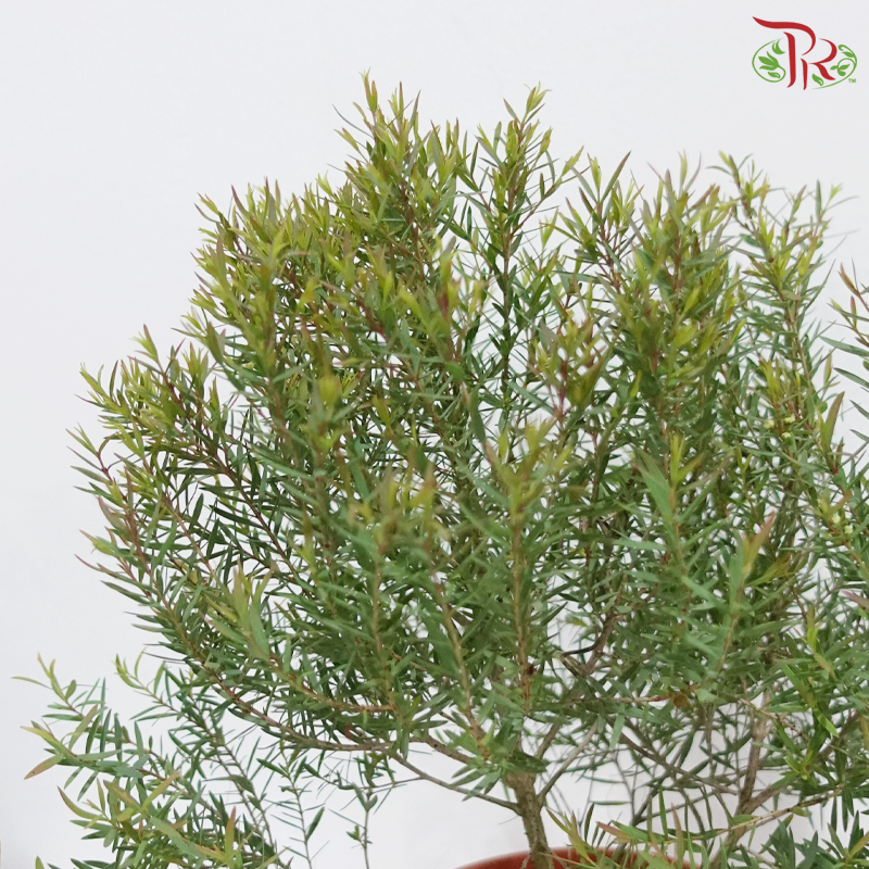 Leptospermum Melaleuca P150《茶树》