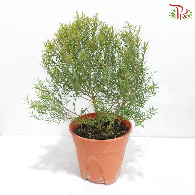 Leptospermum Melaleuca P150《茶树》