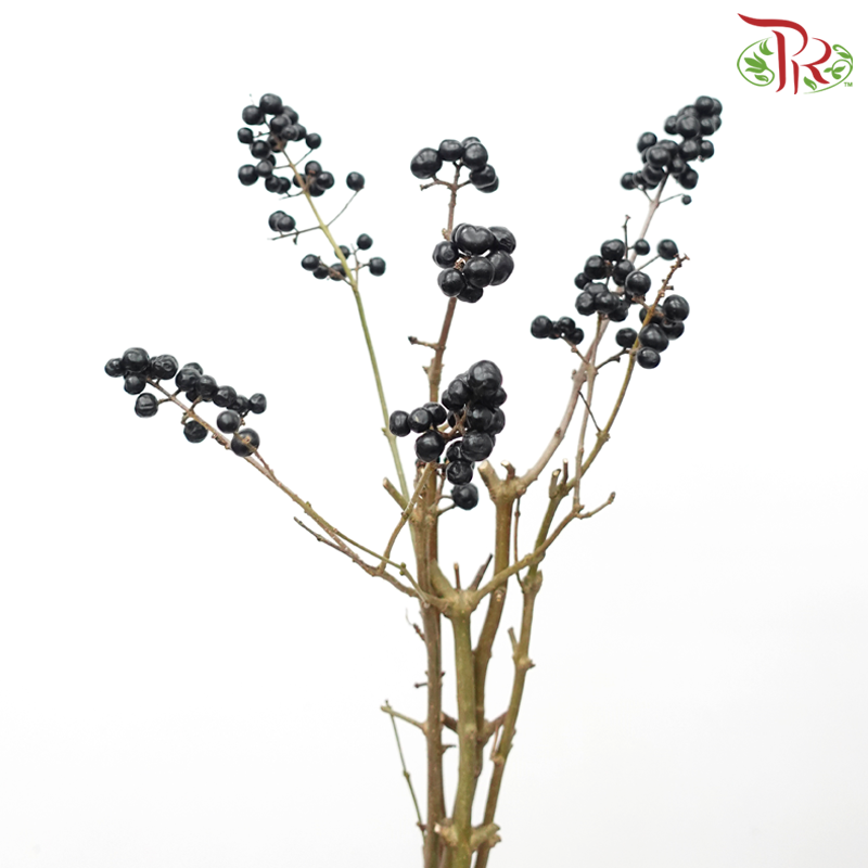 Ligustrum Black Berry (5 Stems) - Pudu Ria Florist