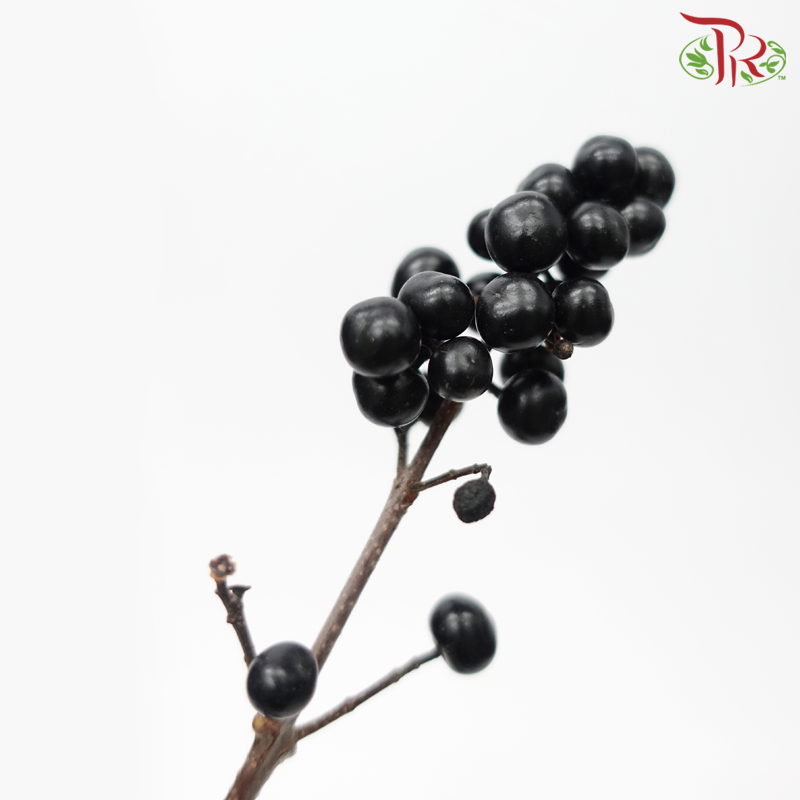 Ligustrum Black Berry (5 Stems) - Pudu Ria Florist