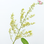 Mi Zhen Berry