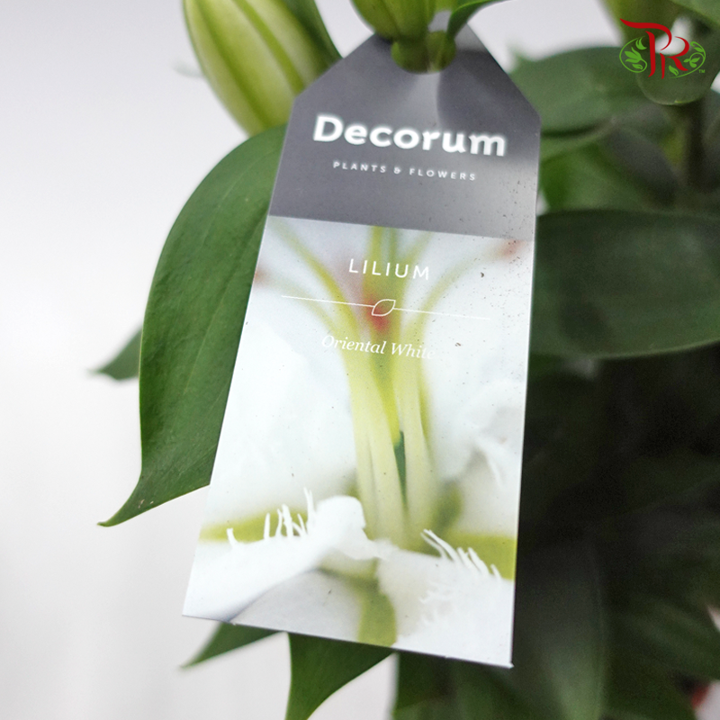 Lilium Oriental 《香水百合》(2 Options) - Pudu Ria Florist