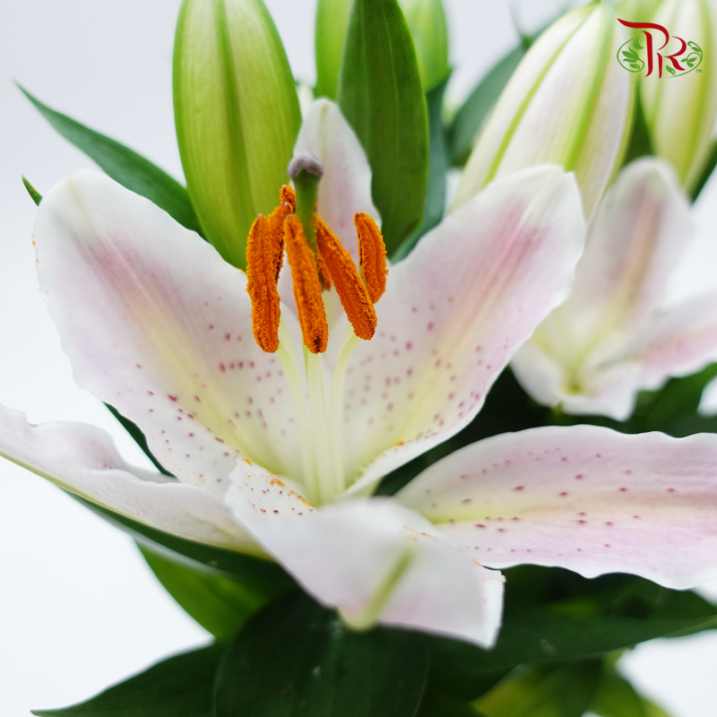 Lilium Oriental 《香水百合》(2 Options) - Pudu Ria Florist