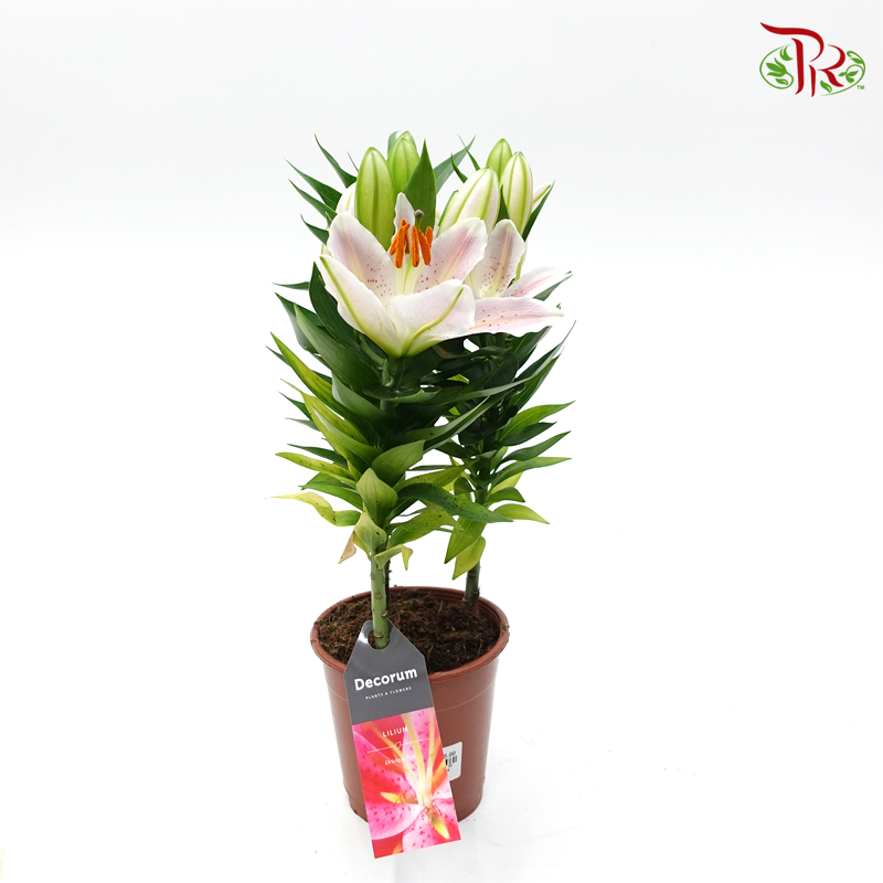 Lilium Oriental 《香水百合》(2 Options) - Pudu Ria Florist