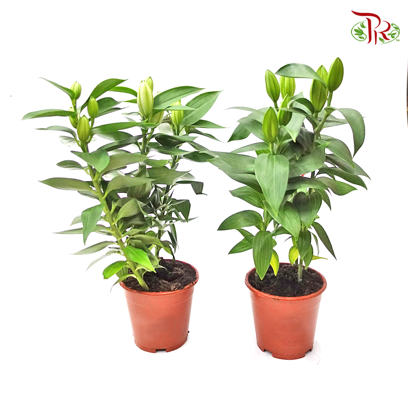 Lilium Oriental 《香水百合》(2 Options) - Pudu Ria Florist