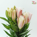 Rose Lily 3+ 《重瓣百合》