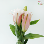 Rose Lily 3+ 《重瓣百合》