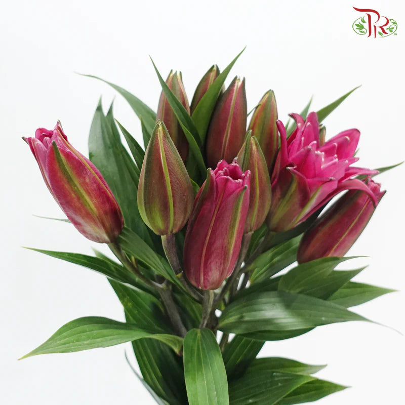 Rose Lily 3+ 《重瓣百合》