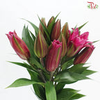 Rose Lily 3+ 《重瓣百合》
