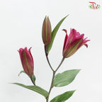 Rose Lily 3+ 《重瓣百合》
