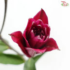 Rose Lily 3+ 《重瓣百合》