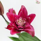 Rose Lily 3+ 《重瓣百合》