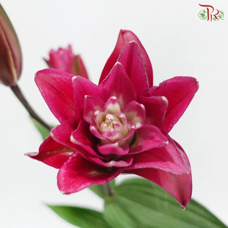Rose Lily 3+ 《重瓣百合》