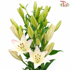 Tiger Lily 4+