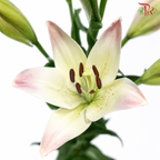 Tiger Lily 4+