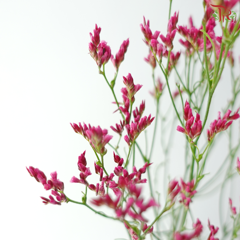 Limonium Sinese