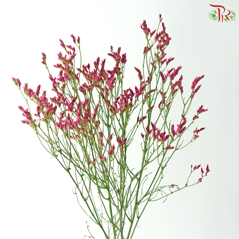 Limonium Sinese