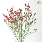 Limonium Sinese