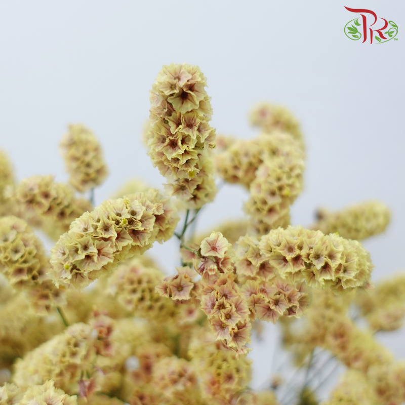 Limonium Sinese
