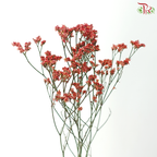 Limonium Sinese