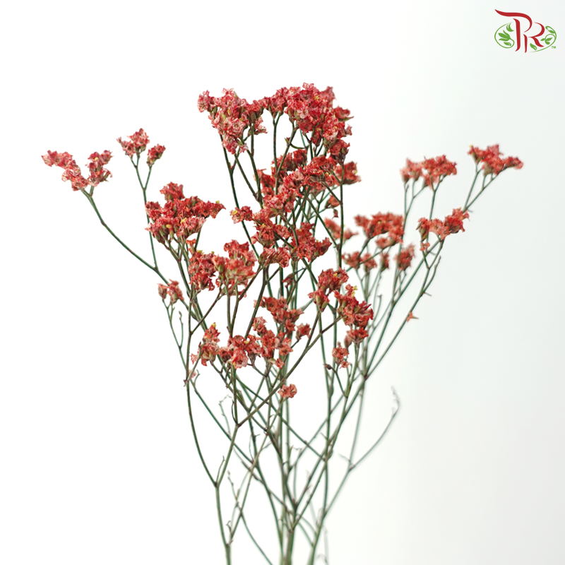 Limonium Sinese