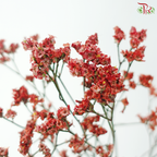 Limonium Sinese
