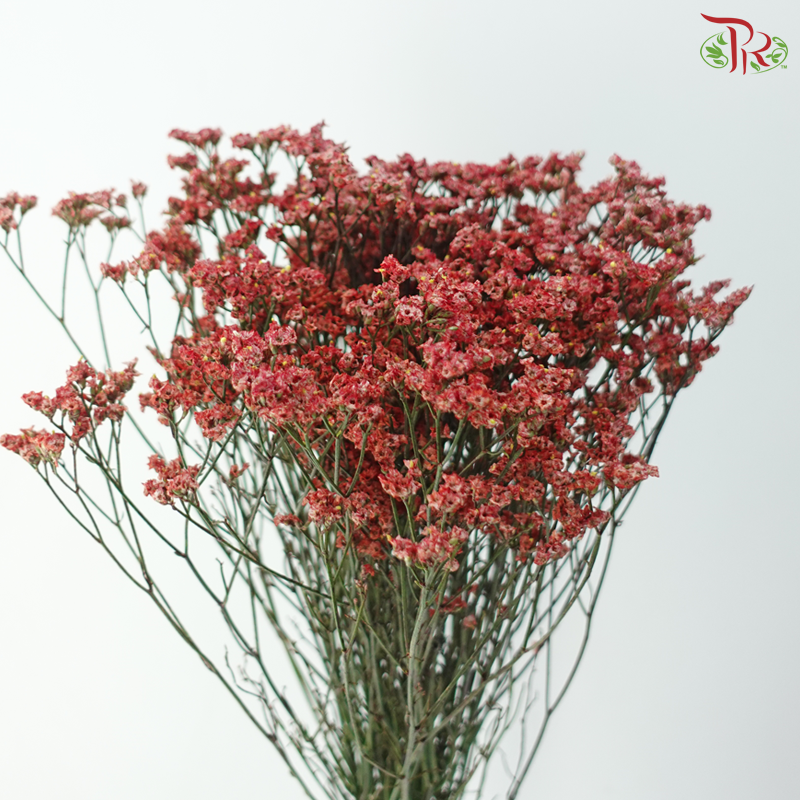 Limonium Sinese