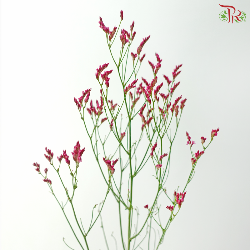 Limonium Sinese