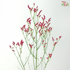 Limonium Sinese