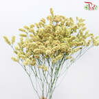 Limonium Sinese