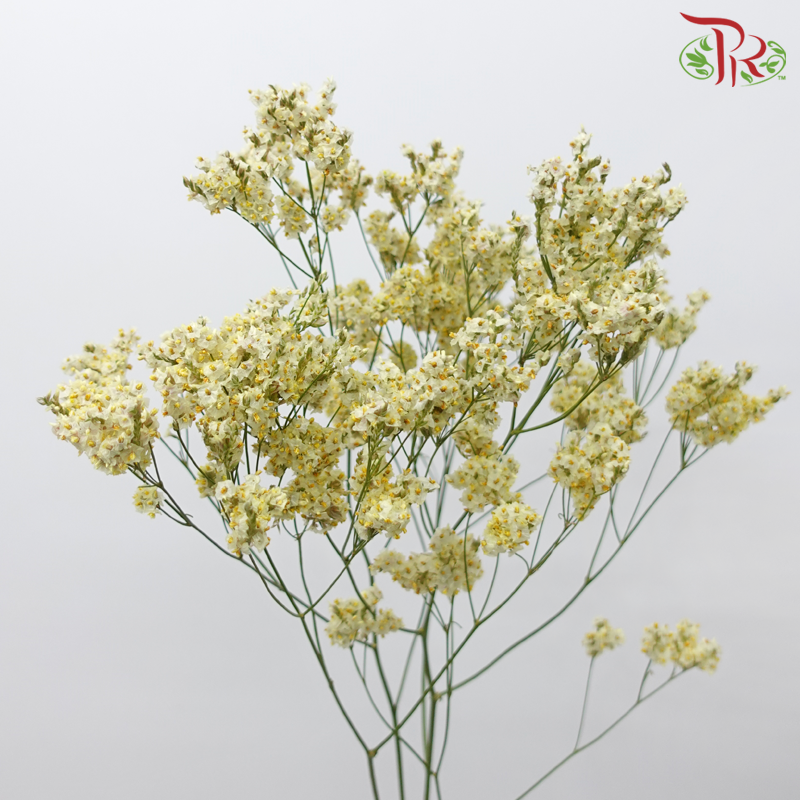 Limonium Sinese
