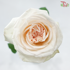 Rose《玫瑰》