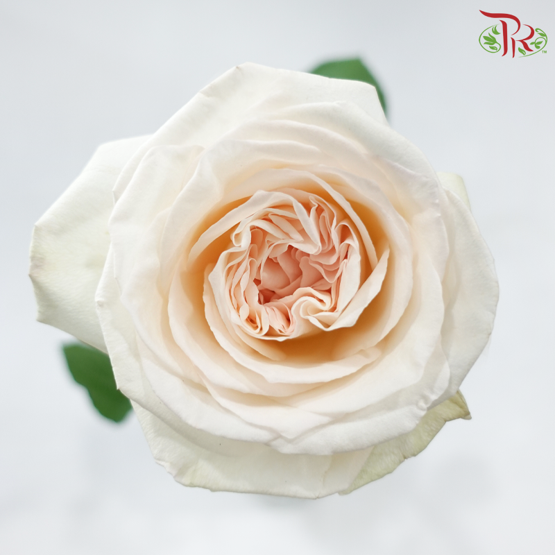 Rose《玫瑰》
