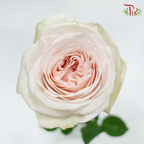Rose《玫瑰》