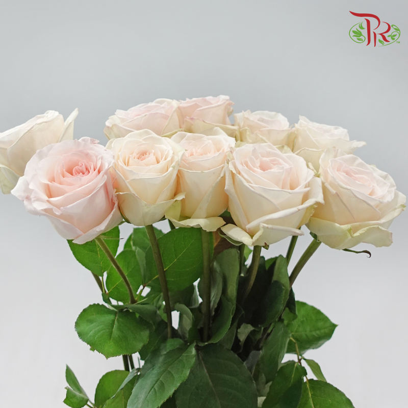 Rose《玫瑰》