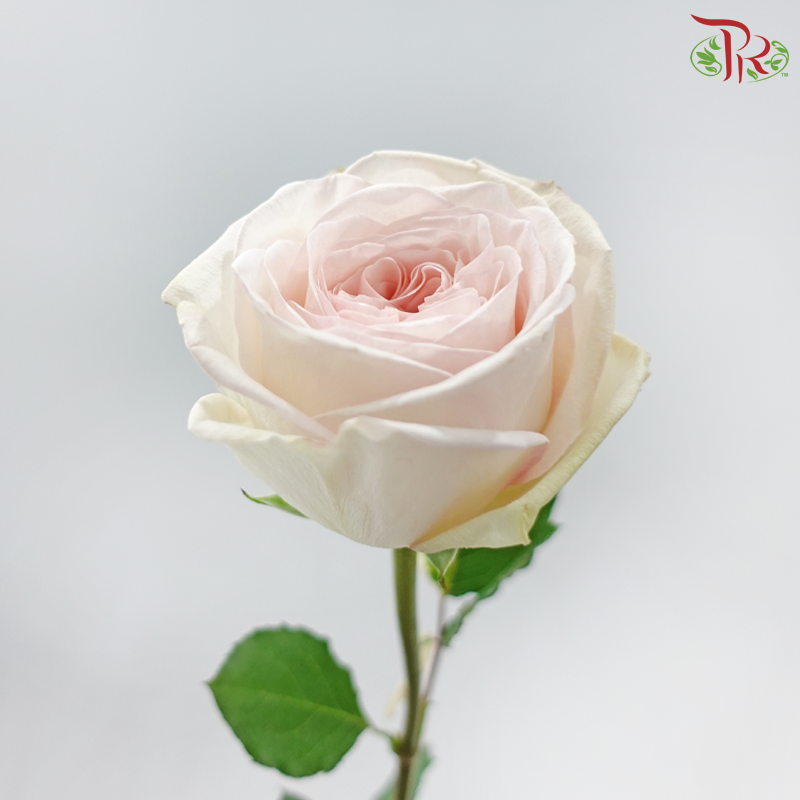Rose《玫瑰》