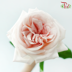 Rose《玫瑰》