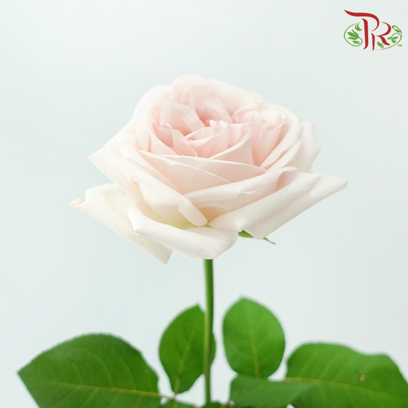 Rose《玫瑰》
