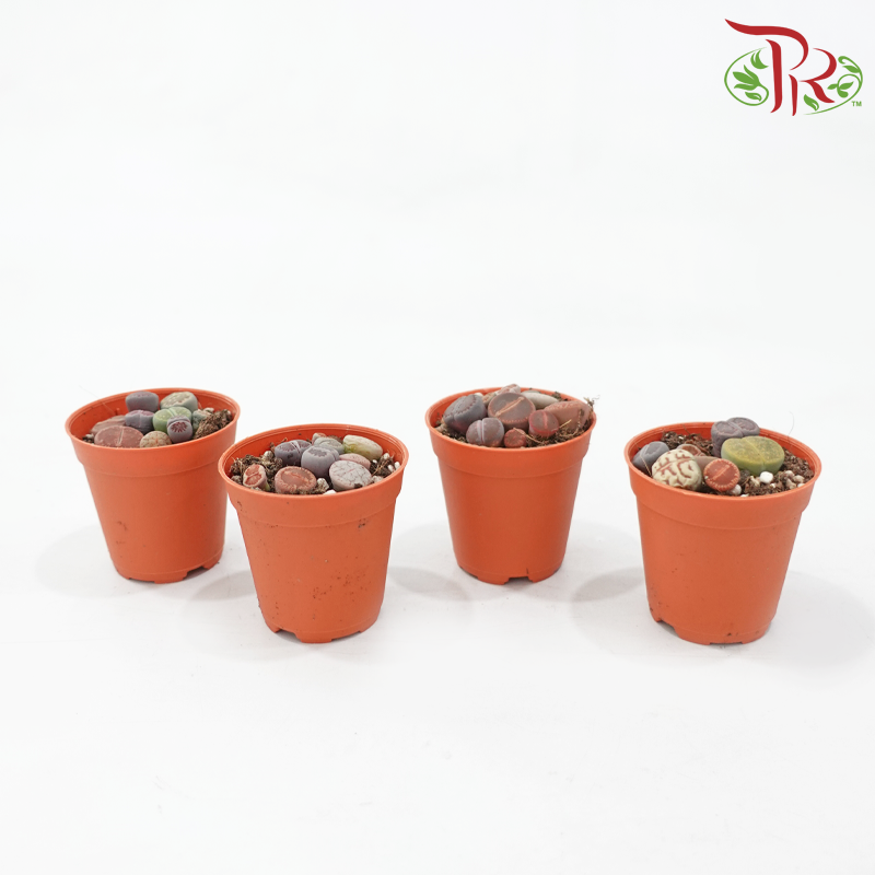 Lithops P55《生石花多肉》(Random Pick)