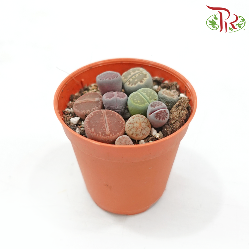 Lithops P55《生石花多肉》(Random Pick)