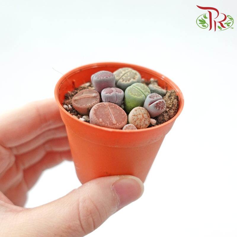 Lithops P55《生石花多肉》(Random Pick)
