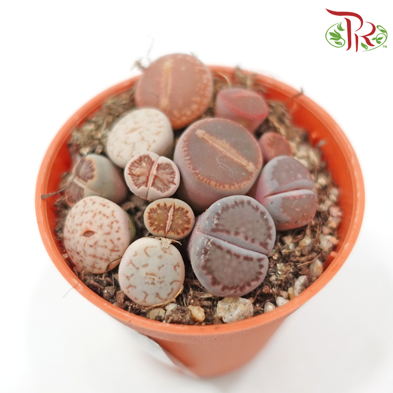 Lithops P55《生石花多肉》(Random Pick)