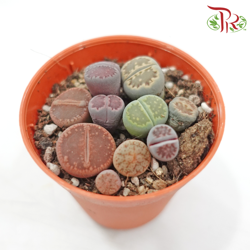 Lithops P55《生石花多肉》(Random Pick)