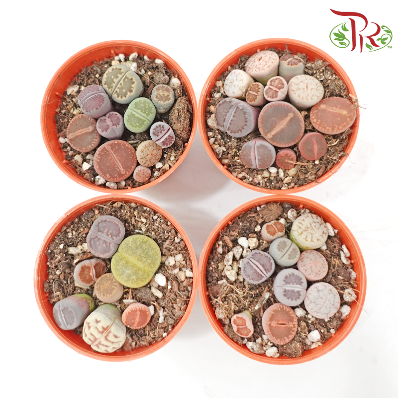 Lithops P55《生石花多肉》(Random Pick)