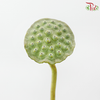 Lotus Pod