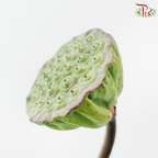 Lotus Pod