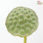 Lotus Pod